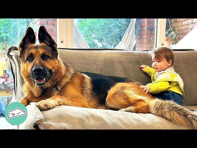 Huge German Shepherd Becomes Nanny for His Baby Brother | Cuddle Buddies