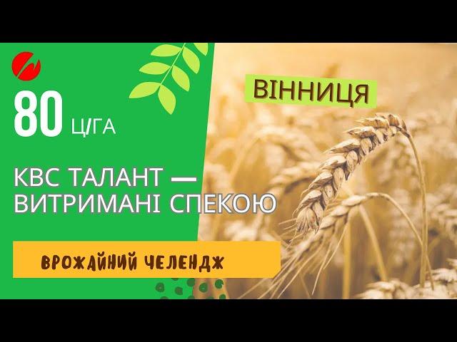 80 ц/га КВС ТАЛАНТ – рекордний урожай у Вінниці попри спеку!  Врожайний челендж 2024