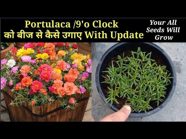 Portulaca/Moss Rose/9o' Clock From Seeds || How To Grow Moss Rose By Seeds 2021