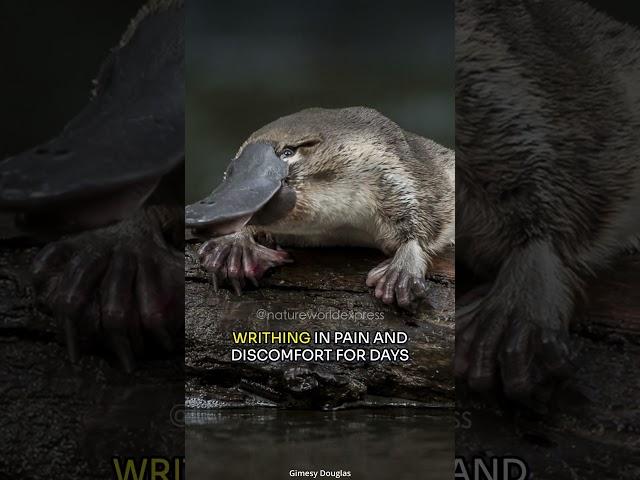 Platypus | The Venomous, Egg Laying Mammal #shorts
