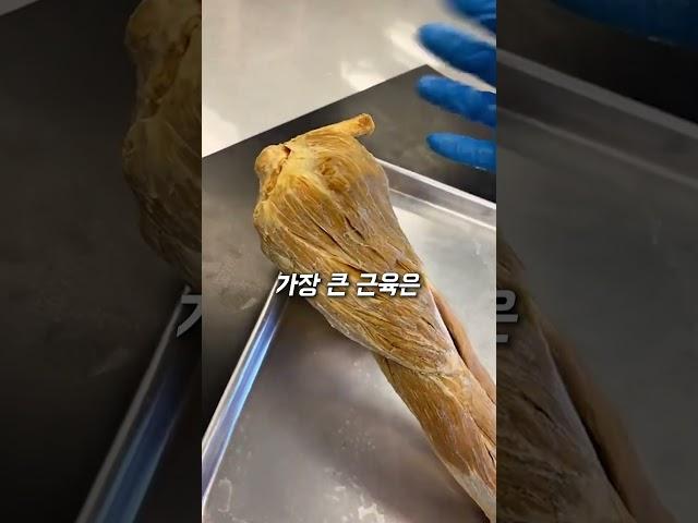 아무도 몰랐던 의외로 가장 큰 근육