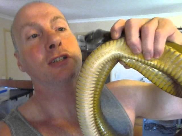 Snakeman kisses an inland Taipan