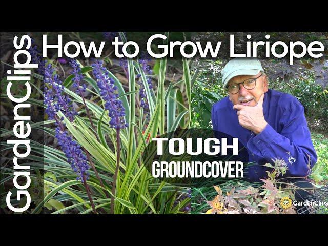 How to Grow Liriope Muscari - Lily Turf  - Monkey Grass -  A tough ground cover for difficult spots