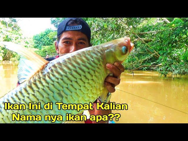 Beruntung sekali!! Ini ikan paling jarang kena pancing sekali kena ukuran nya super BABON