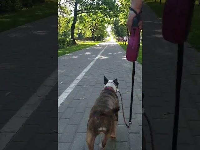 Счастье -- это когда тебя понимают... #зоопсихология #зоопсихолог #поведениесобак #счастье