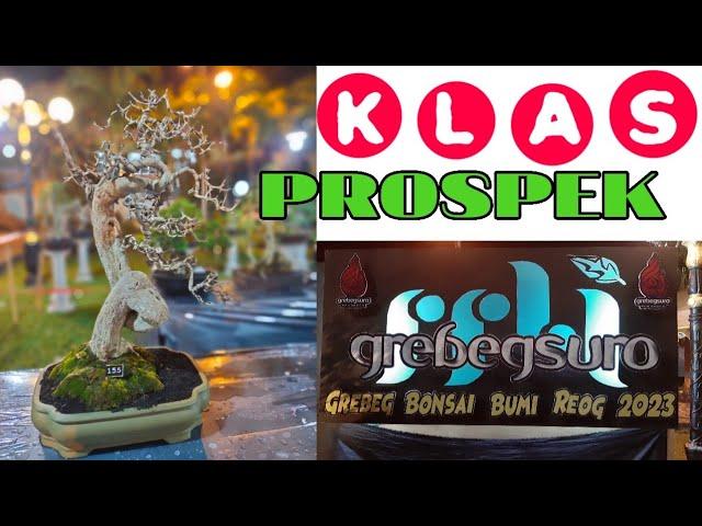 Bonsai Prospek TERBAIK Turun di pameran Grebeg Suro kota reog ponorogo