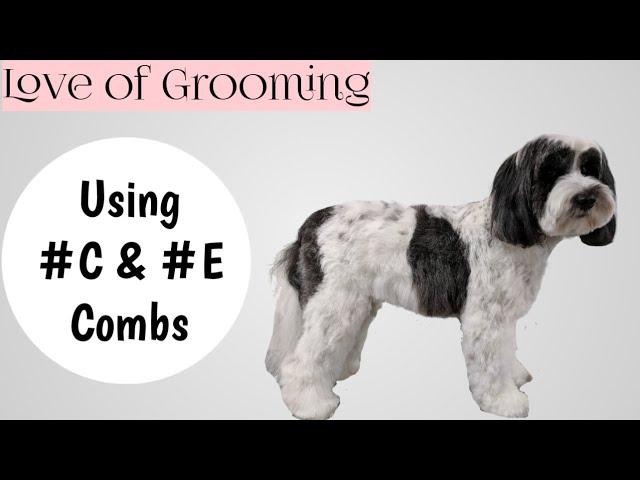 Dog Grooming Using Comb Attachment on a Drop Coated Dog