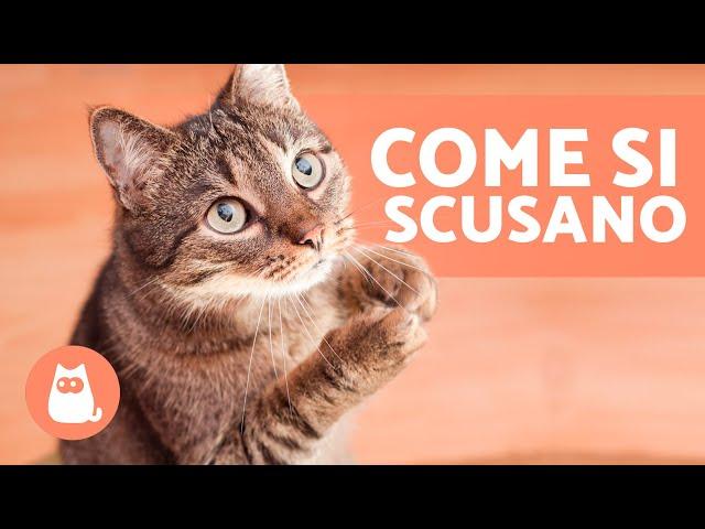 In che modo i gatti chiedono perdono agli umani?  (7 modi per scusarsi)