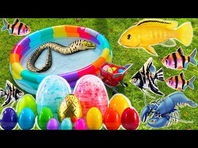 4 in 1 Colorful surprise eggs, crayfish, shark, angelfish,betta fish,catfish, butterfly fish in pool