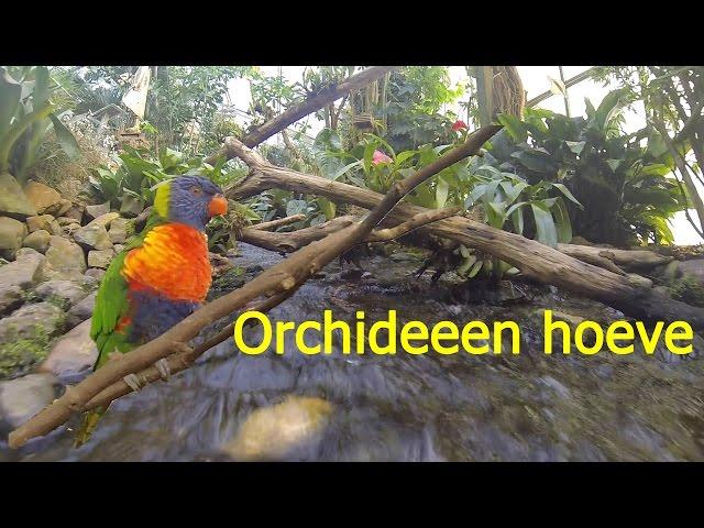 De Orchideeën Hoeve | Pantropica - Luttelgeest