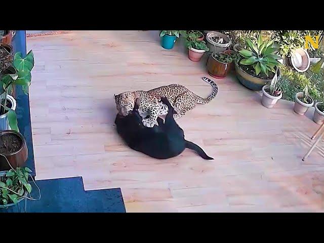 Brave Dog Fights Off Hungry Jaguar 