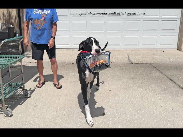 Funny Great Dane Carefully Carries Costco Chicken