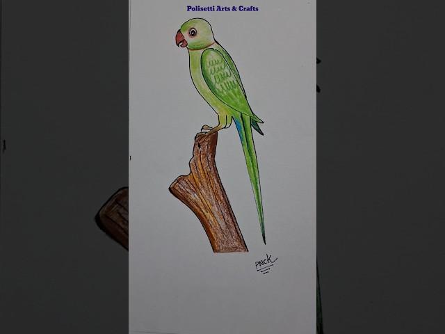 How to Draw a Parrot Easy #shorts #ytshorts #youtubeshorts #viralvideo #trending