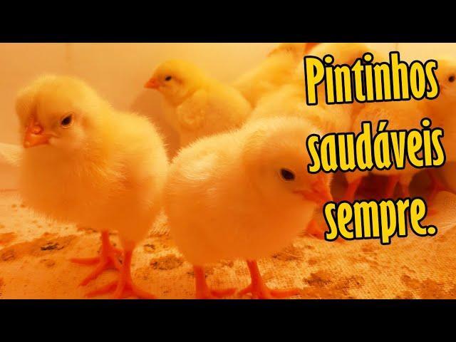 Principais Cuidados com Pintinhos nos Primeiros dias de Vida! Temperatura Ideal Para Pinteiro.