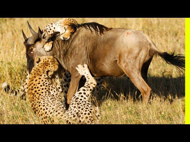 The Bloody Hunt: Survival of the Fittest in the Animal Kingdom | Nature’s Deadly Chase