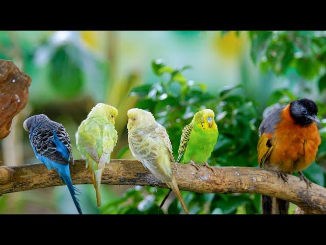 24/7 LIVE Cat TV: Squirrels, Parrots & Birds in 4K - The Perfect Cat TV Experience