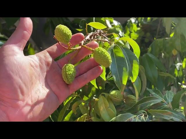 Lychee tree (sweet heart)