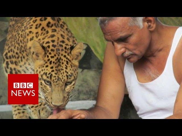 Indian man shares his house with leopards and bears - BBC News