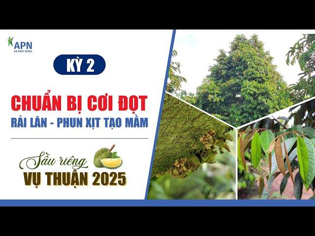 APN - CHUẨN BỊ CƠI ĐỌT, RẢI LÂN, PHUN XỊT TẠO MẦM | SẦU RIÊNG VỤ THUẬN 2025