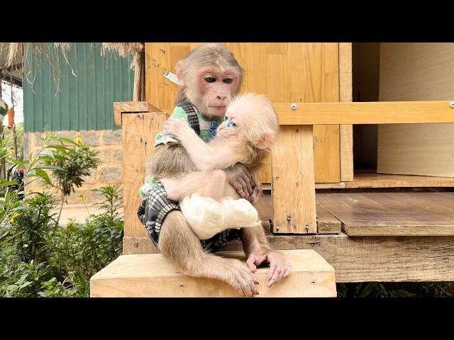 Brother Max takes care of poor baby monkey when dad is away on a stormy day️️️