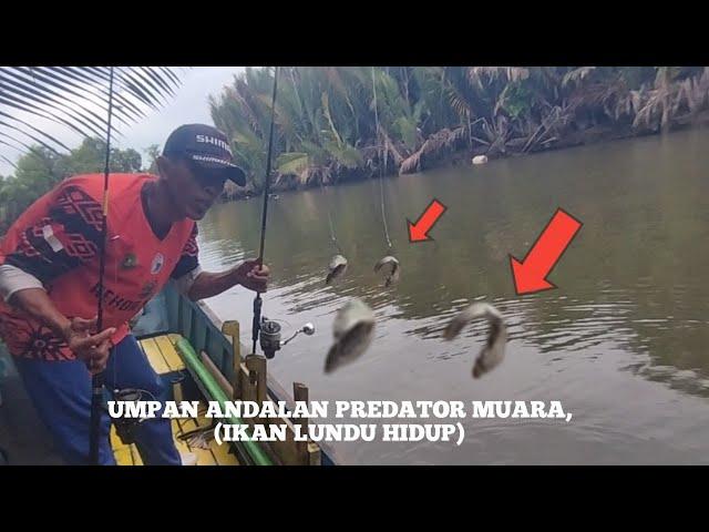 Jangan Coba-coba Menggunakan Umpan Ikan Lundu Hidup, Pastikan Pancing Harus Kuat #mancing