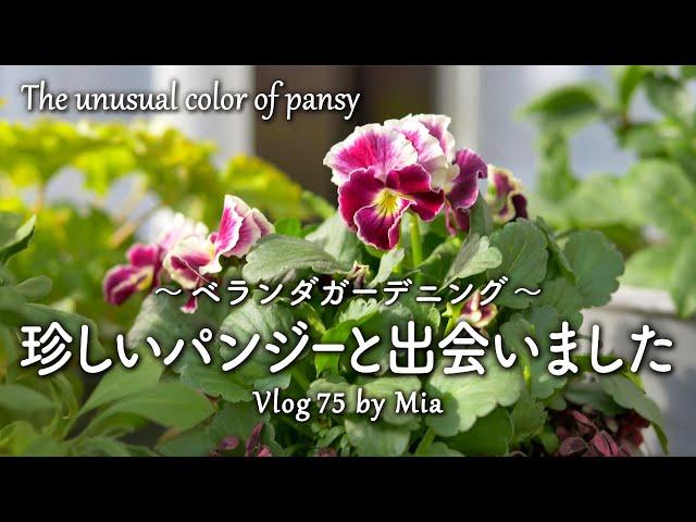 The unusual color combination of pansy | Balcony Gardening #75