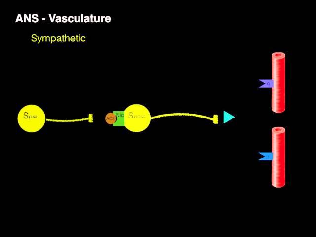 Autonomic innervation of vessels