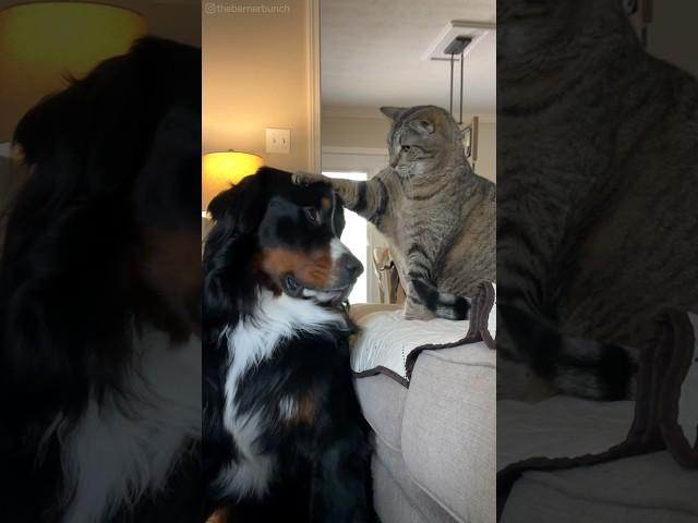 Old Cat Pets Big Fluffy Dog 