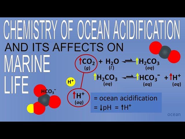 The Chemistry of Ocean Acidification and its Consequences for Ocean Life