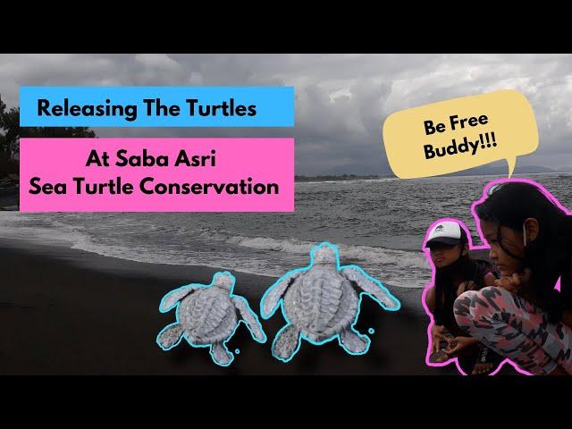 RELEASE 10.000 TURTLE BABIES AT SABA BEACH GIANYAR BALI