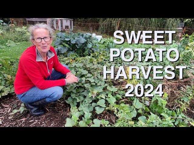 Sweet Potato Harvest 2024 - Are the Rats At It Again!!?