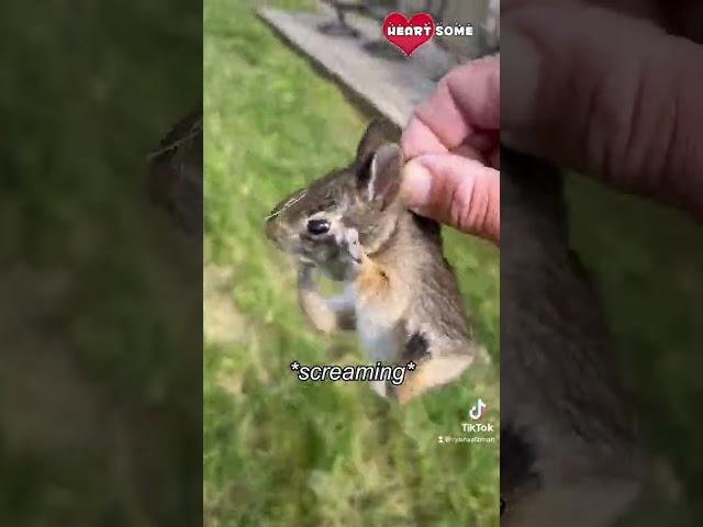 Baby Bunny Screaming After Being Rescue from Hungry Dogs || Heartsome 