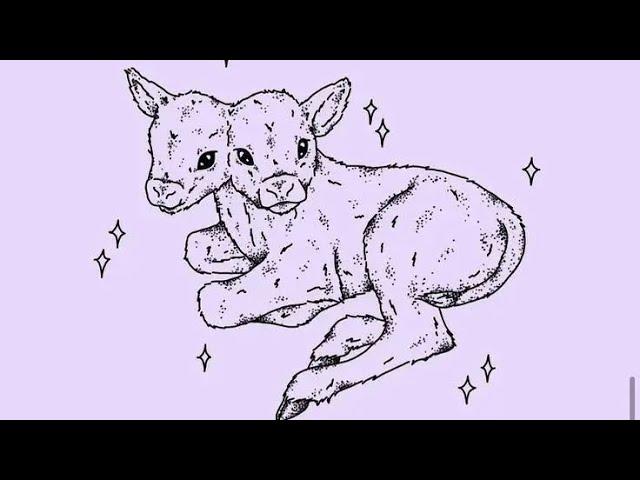 Explained video of The Two Headed Calf Poem