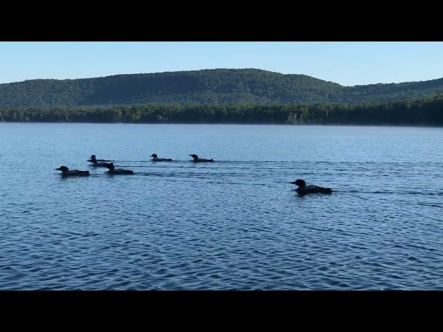 Loons on Lake Tarleton