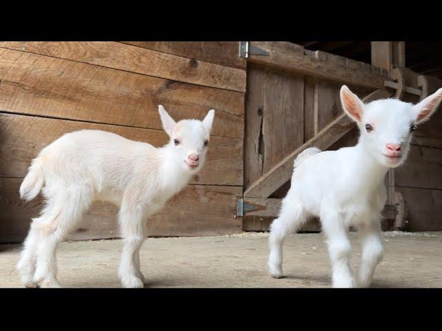 Amelia’s triplets find their hops!