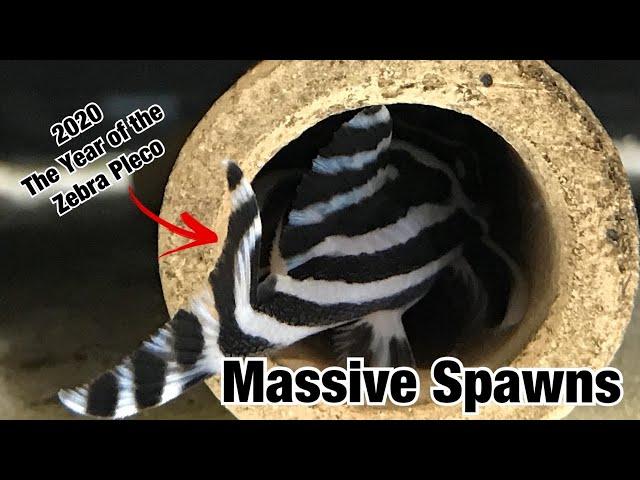 MASSIVE Spawns in the Fish Room. Exotic Plecos and Corydoras