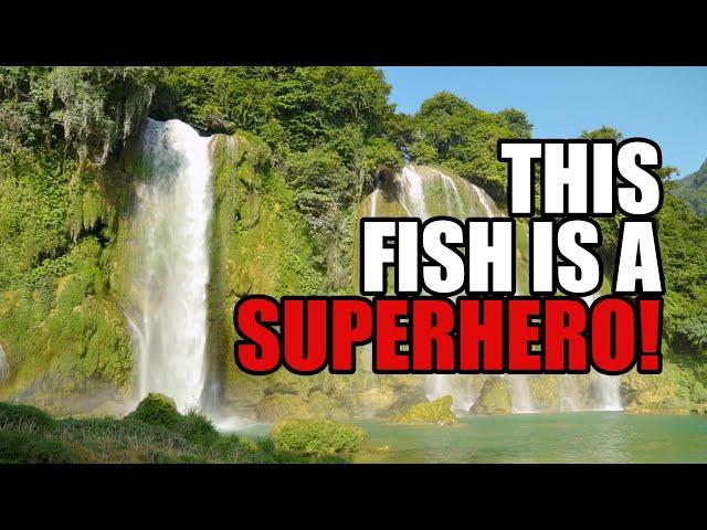 Fish climbing waterfalls better than superheroes! (Explain this evolution!)