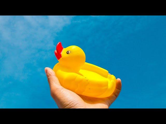 CACHORROS ADORAM ESSE SOM PATO DE BORRACHA || DOGS LOVE THAT RUBBER DUCK SOUND