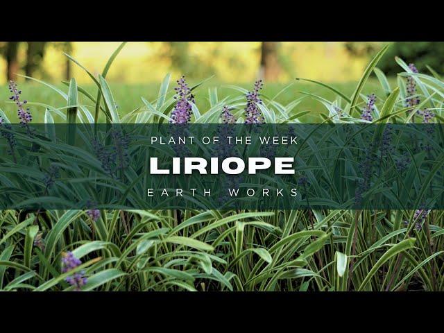  Liriope & Aztec Grass: Your Year-Round Garden Stars!  | Earth Works Gardens