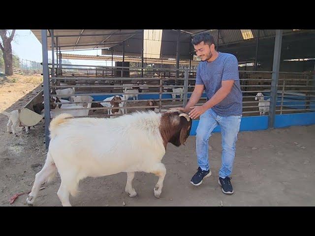 Tiger Of Hidayah Goat Farm Surat | Biggest Boer Goat Farm Gujarat.