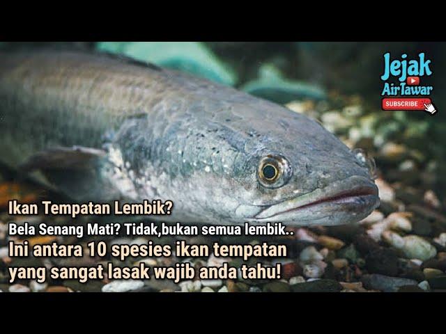 10 spesies ikan tempatan yang kuat dan lasak