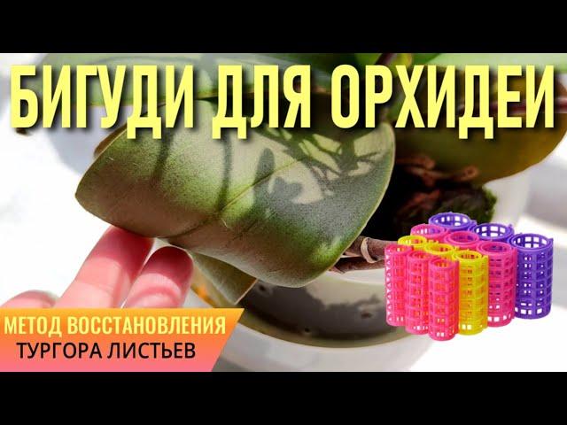 БИГУДИ ДЛЯ ОРХИДЕИ - МЕТОД ВОССТАНОВЛЕНИЯ ТУРГОРА ЛИСТЬЕВ ОРХИДЕЙ! НАПИТОК ИЗ КЛЕВЕРА ДЛЯ ОРХИДЕЙ!