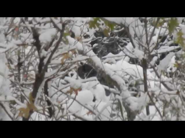 Bigfoot in Utah ( winter part 2 )