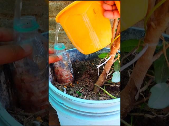 Unique gardening tip and hack for organic fertilizer#shorts #youtubeshorts #gardeningtips #gardening