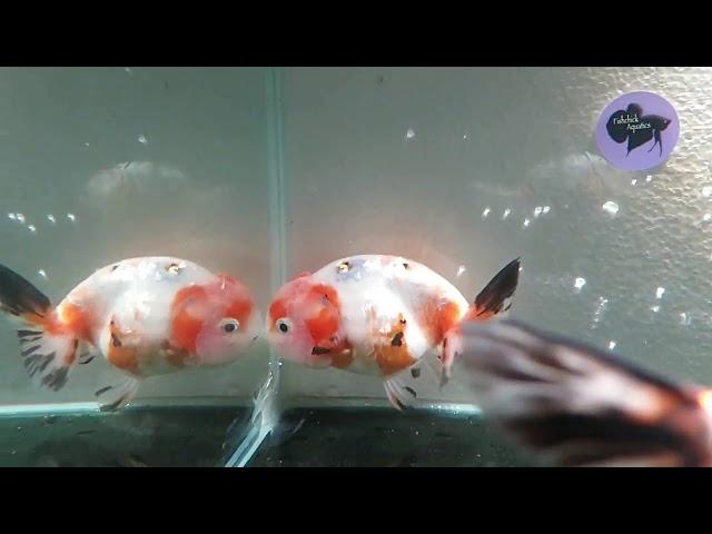 For Sale: Premium Grade Sakura Ranchu Male Goldfish (E37) Fishchick Auctions (EOFYSH)