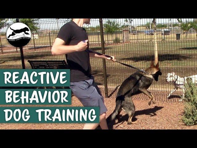 Stop Your Dog's Reactive Behavior On-Leash