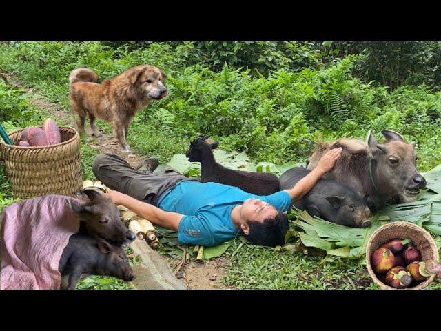 A man had a dog that got lost so the goat, calf and pig had to spend the night in the woods.