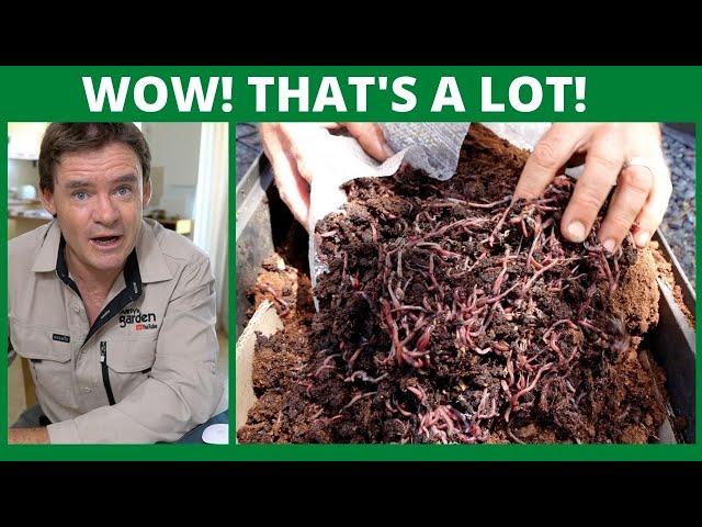12000 Worms Delivered to Martys Garden