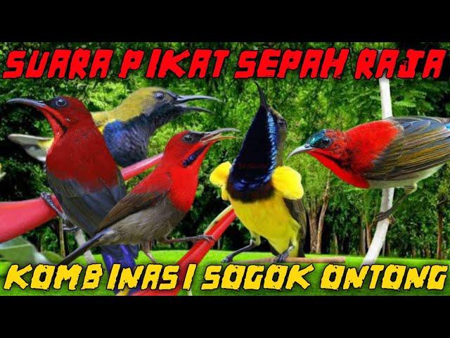 SUARA PIKAT BURUNG SEPAH RAJA | KOMBINASI SUARA SOGOK ONTONG