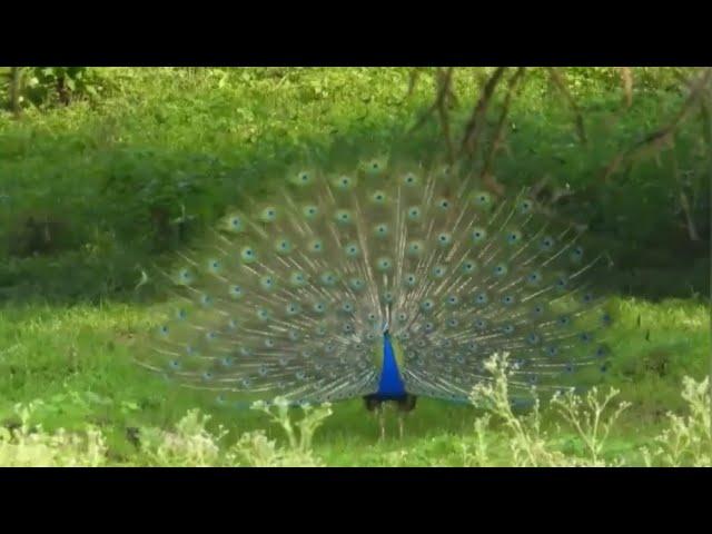 Indian peafowl  (Pavo cristatus)